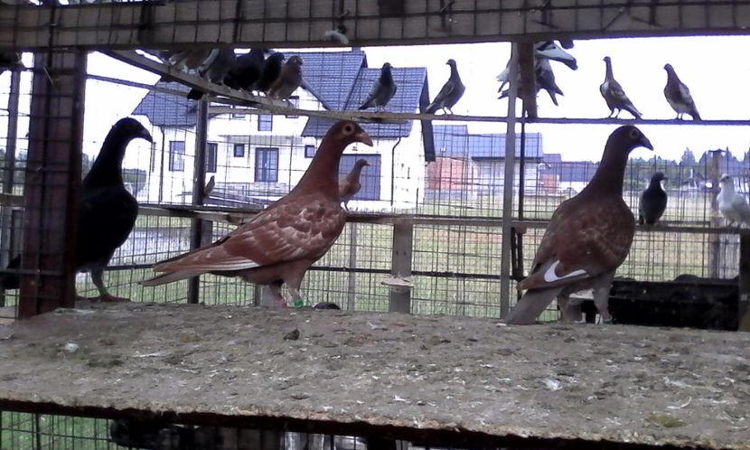  - Noutati 2018 In voliera Matca si puii