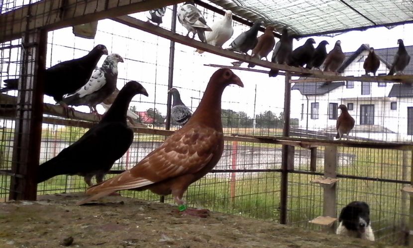  - Noutati 2018 In voliera Matca si puii