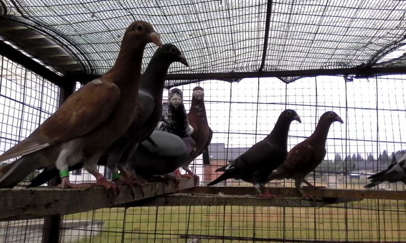  - Noutati 2018 In voliera Matca si puii