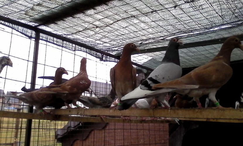  - Noutati 2018 In voliera Matca si puii