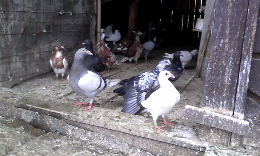  - Noutati 2018 In voliera Matca si puii