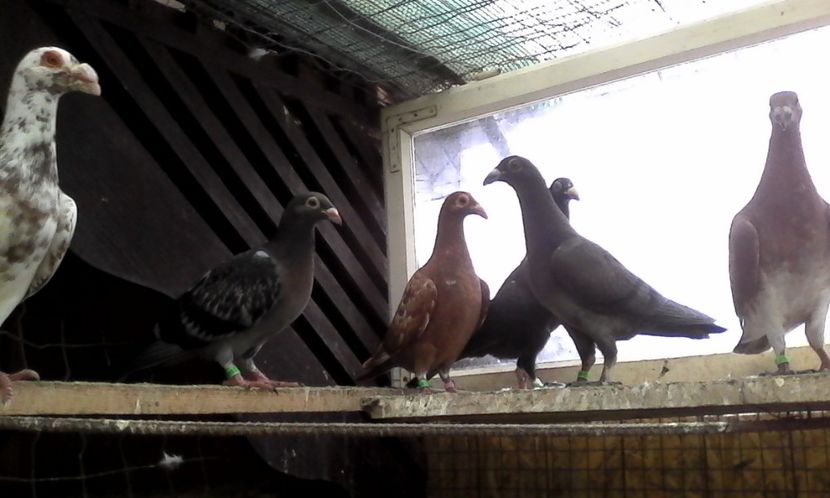  - Noutati 2018 In voliera Matca si puii