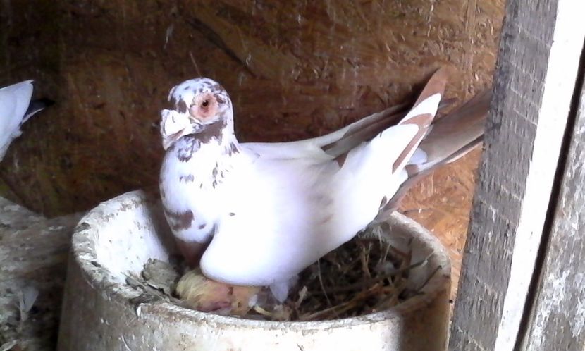  - Noutati 2018 In voliera Matca si puii