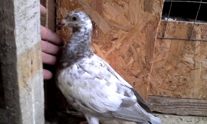  - Noutati 2018 In voliera Matca si puii