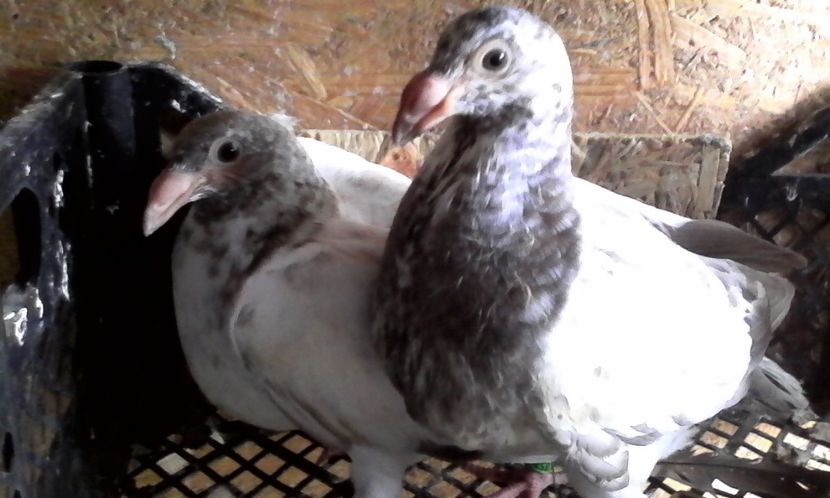  - Noutati 2018 In voliera Matca si puii