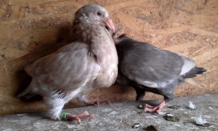  - Noutati 2018 In voliera Matca si puii