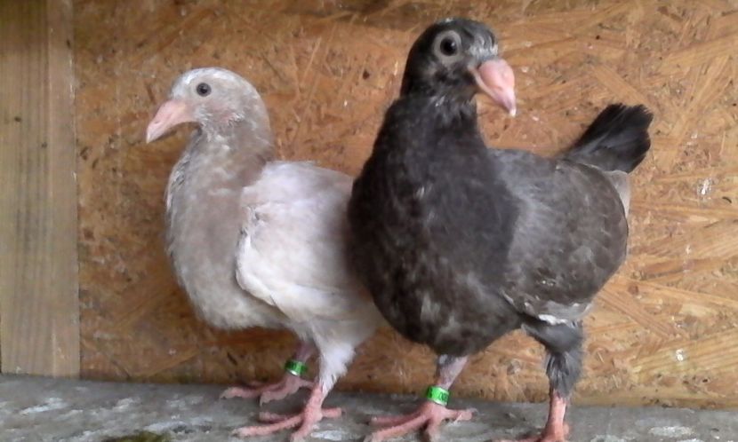  - Noutati 2018 In voliera Matca si puii