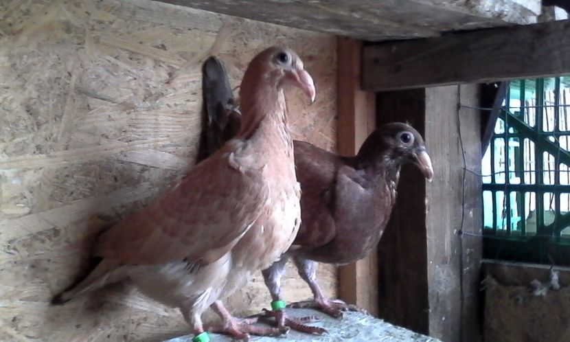  - Noutati 2018 In voliera Matca si puii