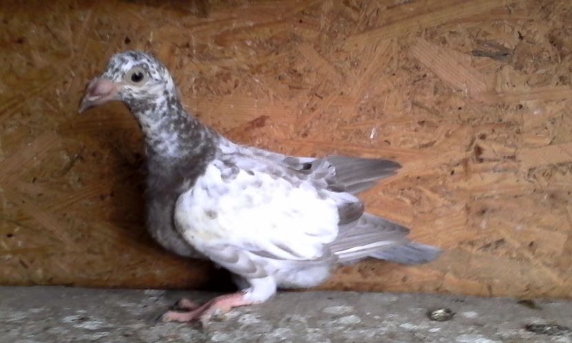  - Noutati 2018 In voliera Matca si puii