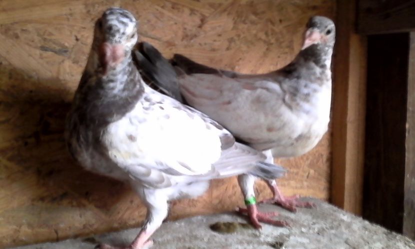  - Noutati 2018 In voliera Matca si puii