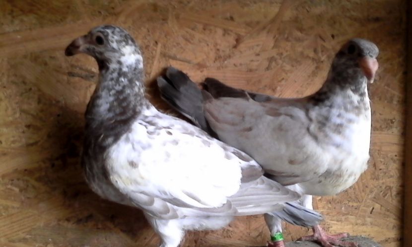  - Noutati 2018 In voliera Matca si puii