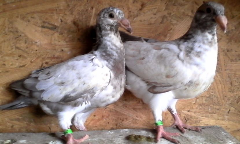  - Noutati 2018 In voliera Matca si puii