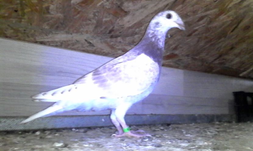  - Noutati 2018 In voliera Matca si puii