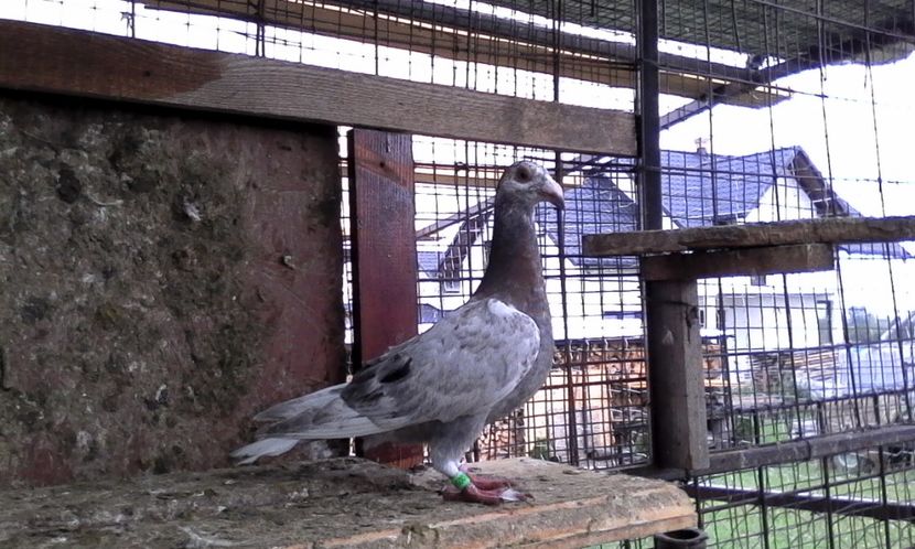  - Noutati 2018 In voliera Matca si puii