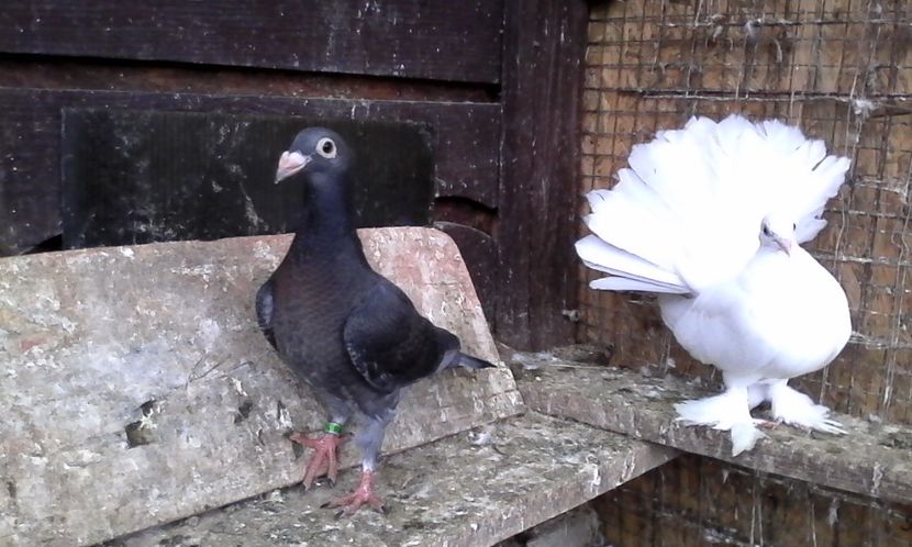  - Noutati 2018 In voliera Matca si puii