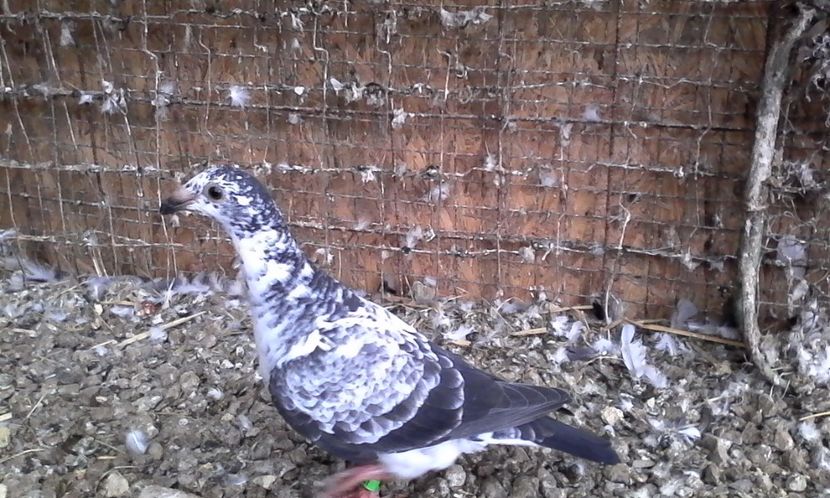  - Noutati 2018 In voliera Matca si puii