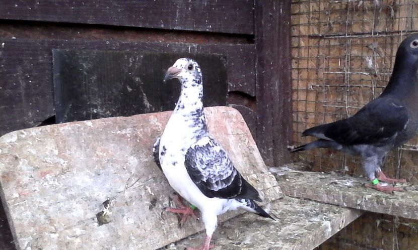  - Noutati 2018 In voliera Matca si puii