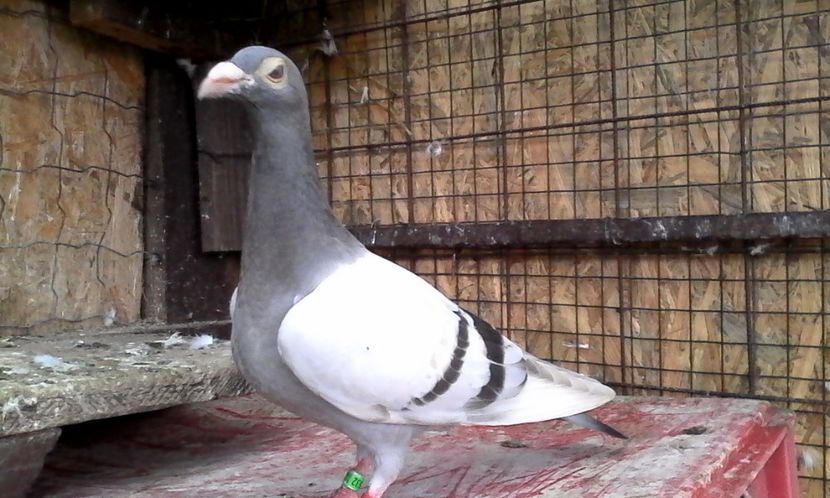  - Noutati 2018 In voliera Matca si puii