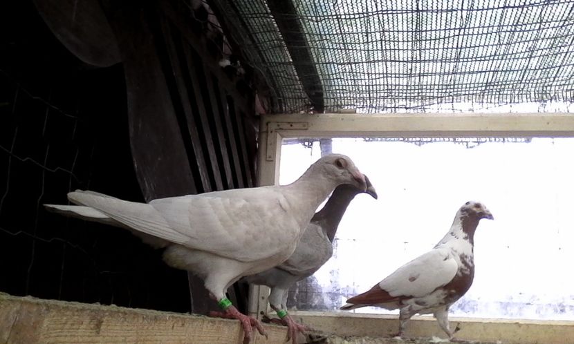  - Noutati 2018 In voliera Matca si puii