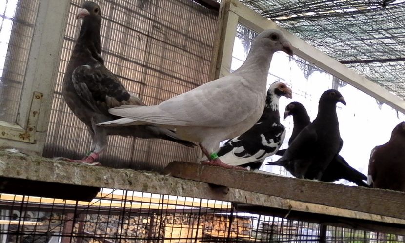  - Noutati 2018 In voliera Matca si puii