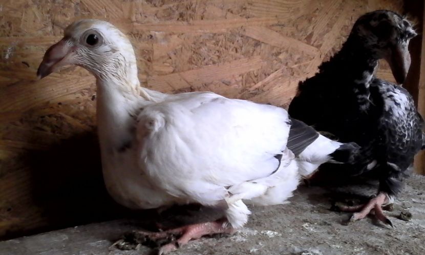  - Noutati 2018 In voliera Matca si puii