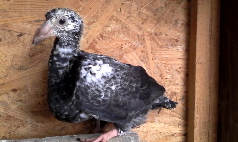  - Noutati 2018 In voliera Matca si puii