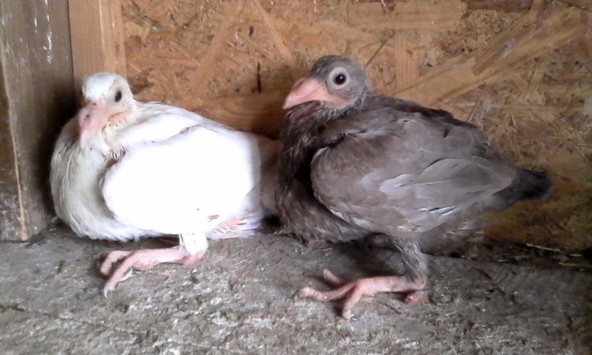  - Noutati 2018 In voliera Matca si puii