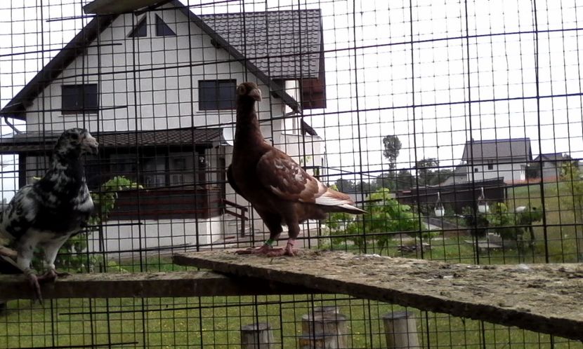  - Noutati 2018 In voliera Matca si puii