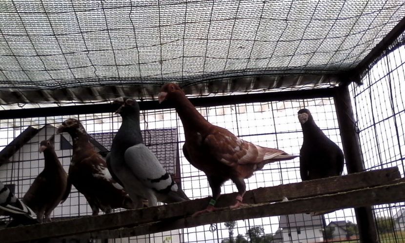  - Noutati 2018 In voliera Matca si puii