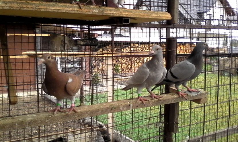  - Noutati 2018 In voliera Matca si puii