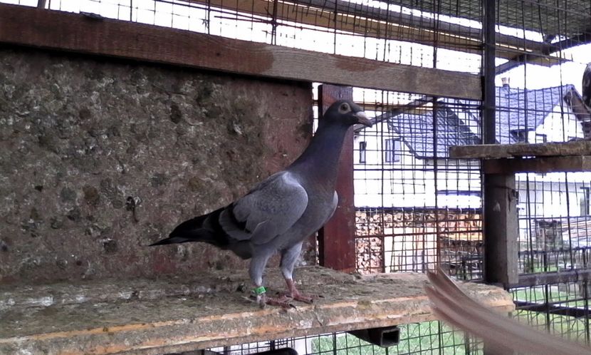  - Noutati 2018 In voliera Matca si puii