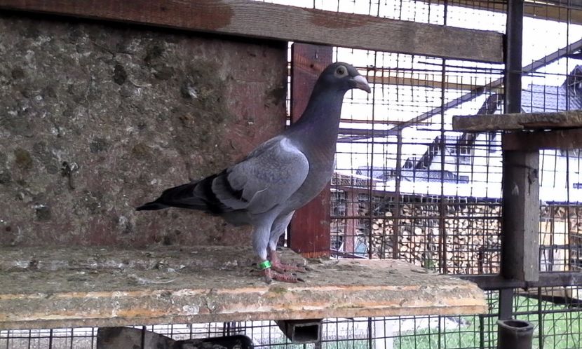  - Noutati 2018 In voliera Matca si puii