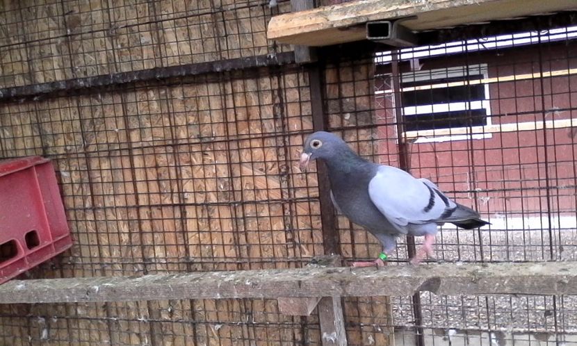  - Noutati 2018 In voliera Matca si puii