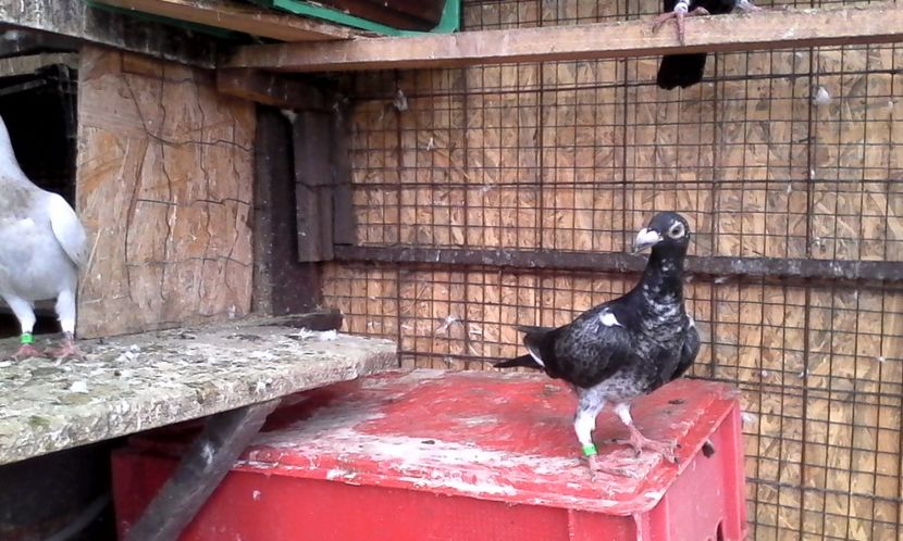  - Noutati 2018 In voliera Matca si puii