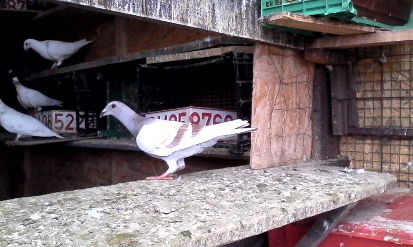  - Noutati 2018 In voliera Matca si puii