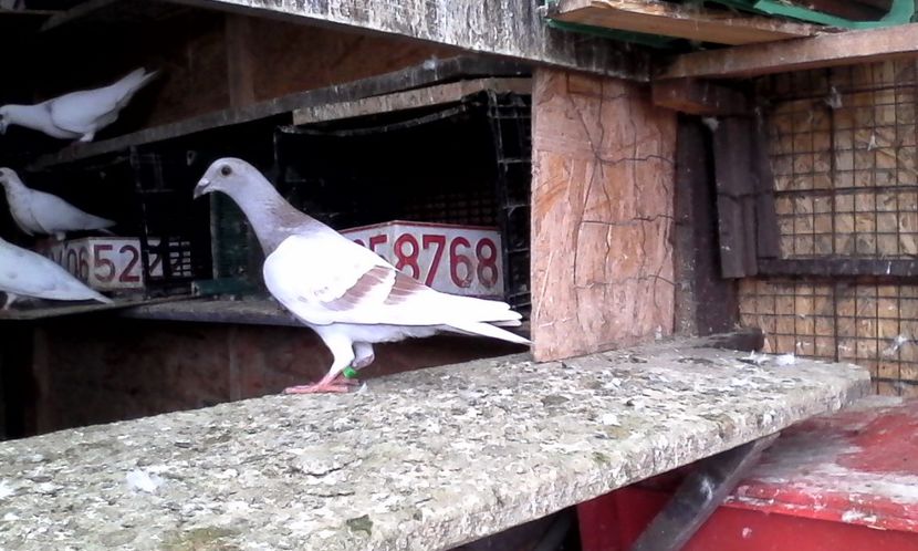  - Noutati 2018 In voliera Matca si puii