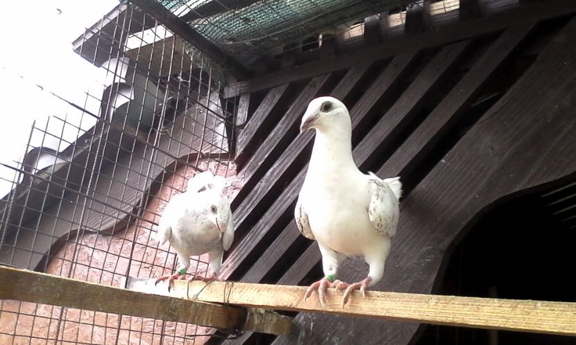  - Noutati 2018 In voliera Matca si puii