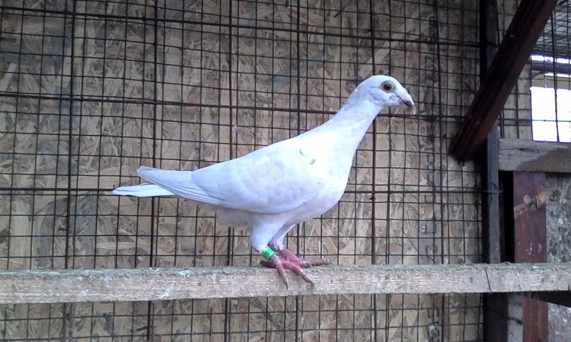  - Noutati 2018 In voliera Matca si puii