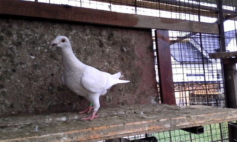  - Noutati 2018 In voliera Matca si puii