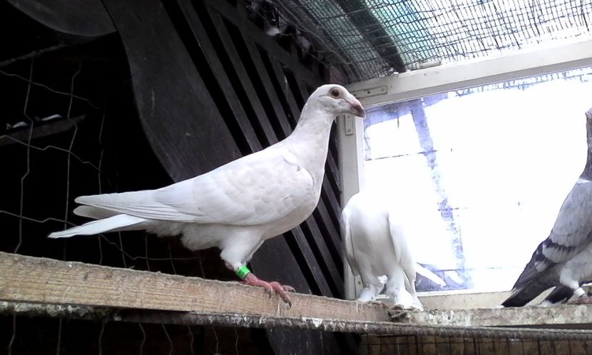  - Noutati 2018 In voliera Matca si puii