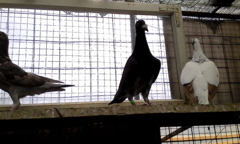  - Noutati 2018 In voliera Matca si puii