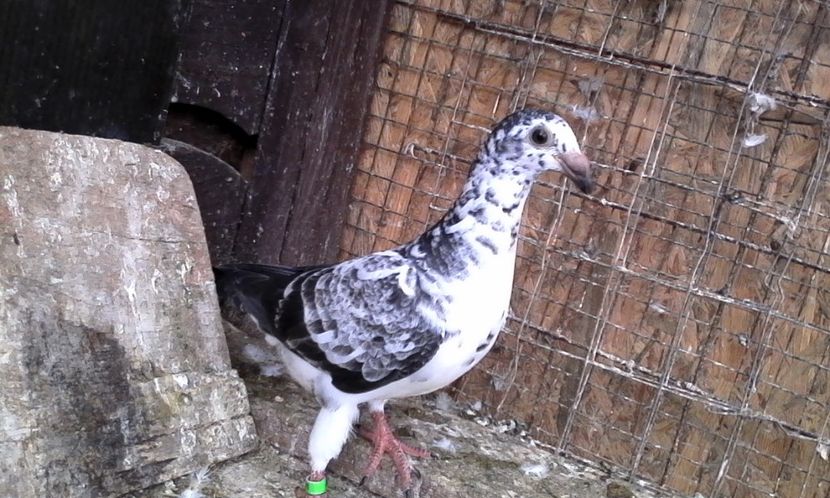  - Noutati 2018 In voliera Matca si puii