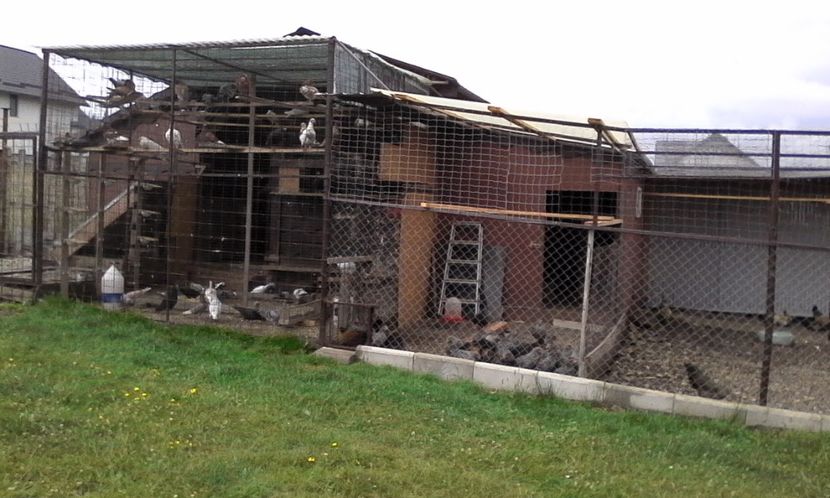  - Noutati 2018 In voliera Matca si puii