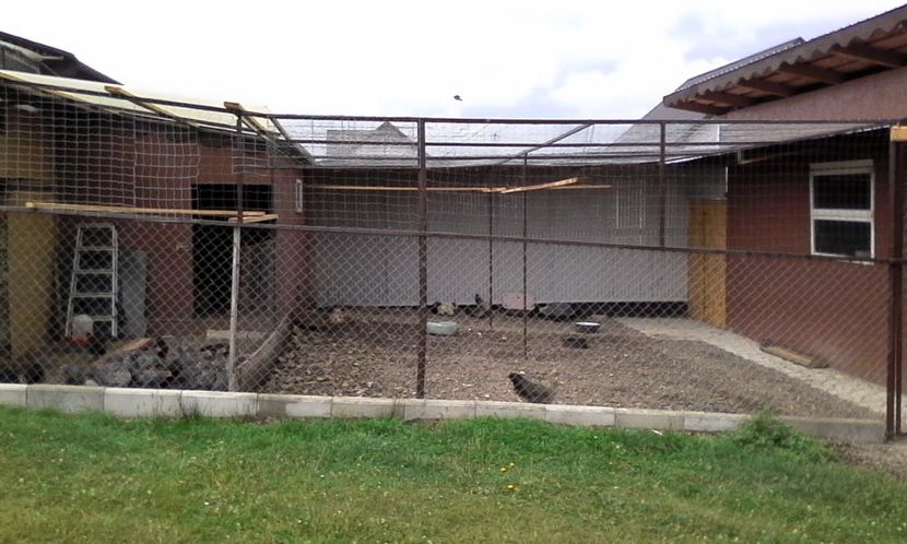  - Noutati 2018 In voliera Matca si puii