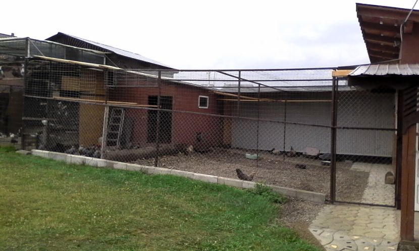  - Noutati 2018 In voliera Matca si puii