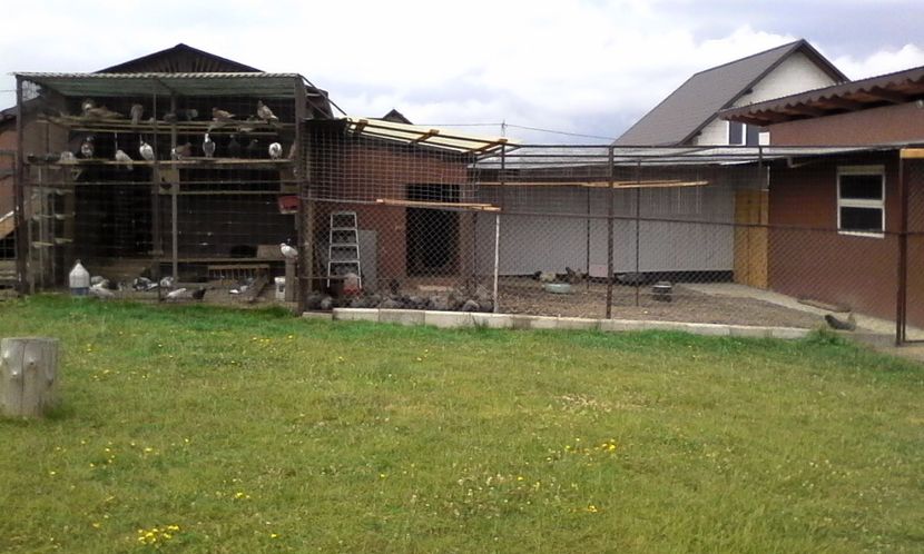  - Noutati 2018 In voliera Matca si puii