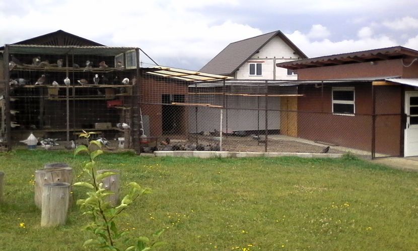  - Noutati 2018 In voliera Matca si puii