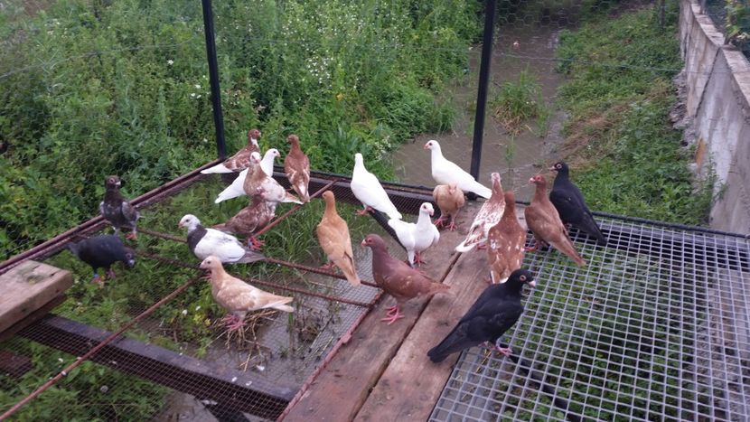 O parte din puii din primavara - Pui 2018