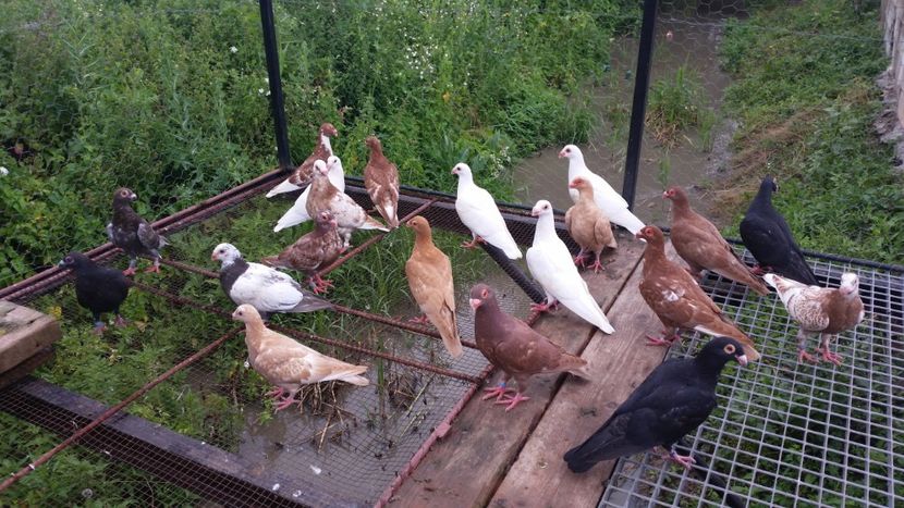 Unii pot fi de vanzare! - Pui 2018