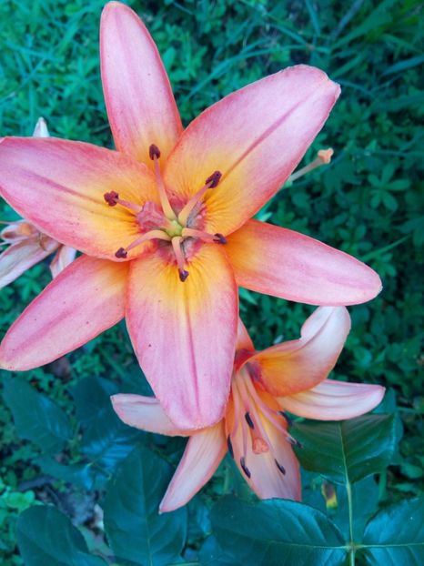  - A FLORI DIN GRADINA MEA